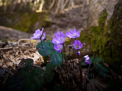 Naturaleza